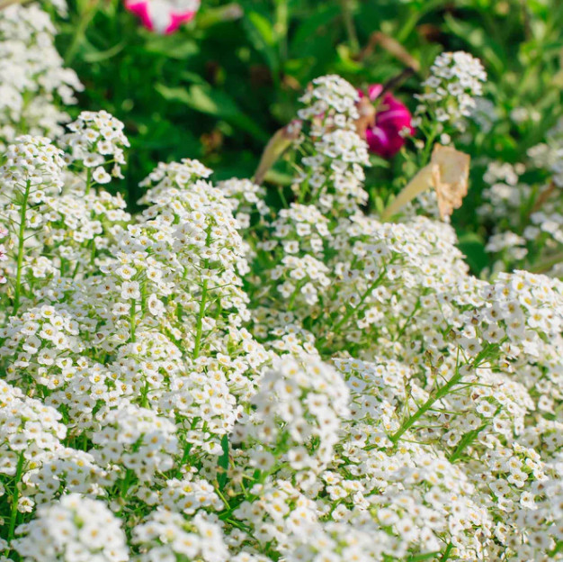 Alyssum, Sweet TALL WHITE Tender Perennial Heirloom USA Non-GMO 1000 Seeds!