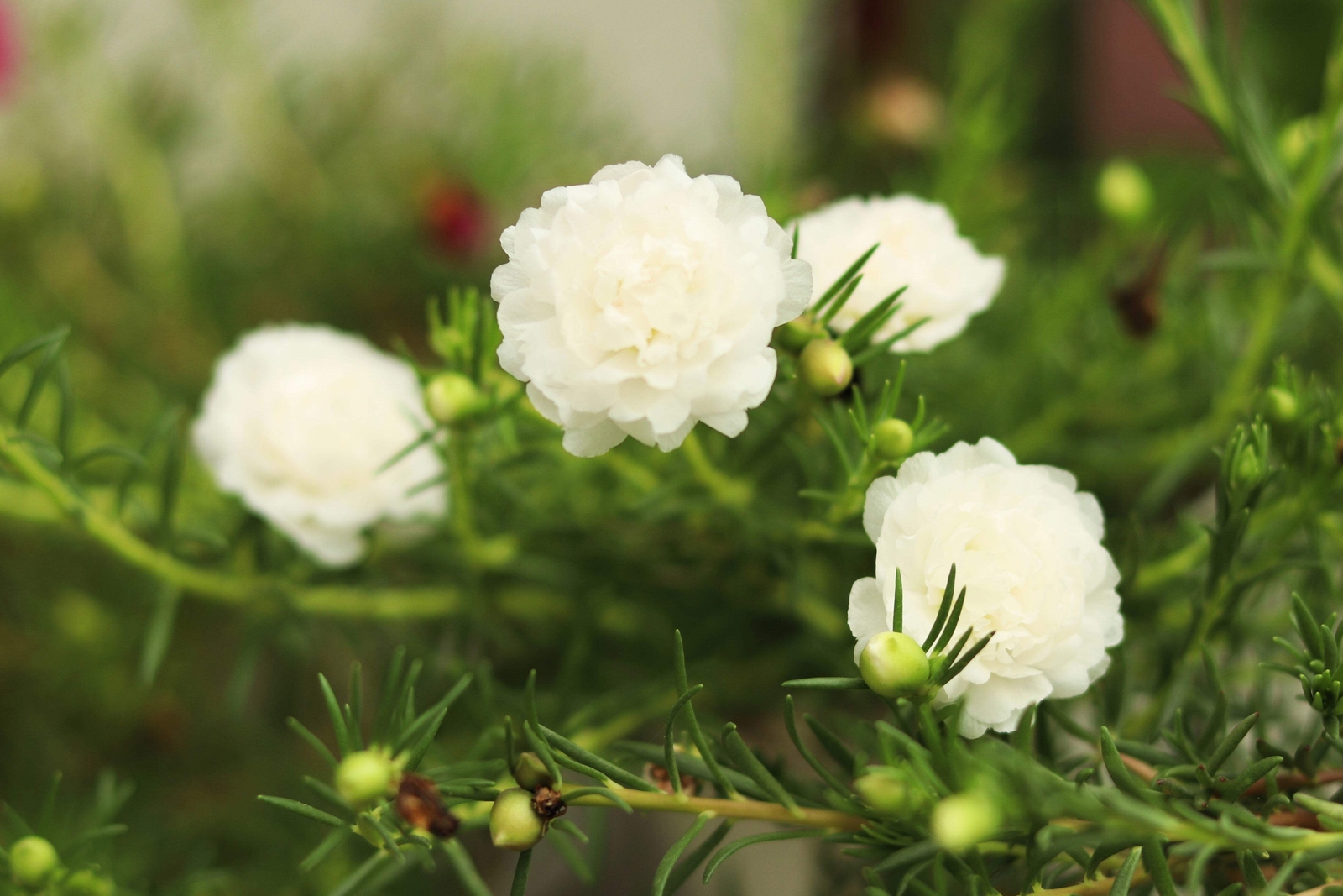 100 WHITE PORTULACA Grandiflora / MOSS ROSE Flower Seeds *Flat S/H