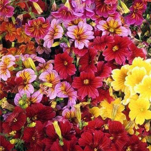 Painted Tongue SUPERBISSIMA Mix HEIRLOOM salpiglossis Non-GMO 500 Seeds