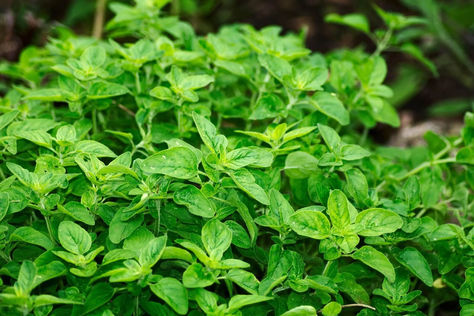 500+ ITALIAN OREGANO HERB SEEDS NON-GMO Free Shipping #51