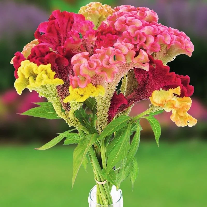 Celosia ‘Supercrest Mix’ Live Plant – Well-rooted Plug Ready to Grow