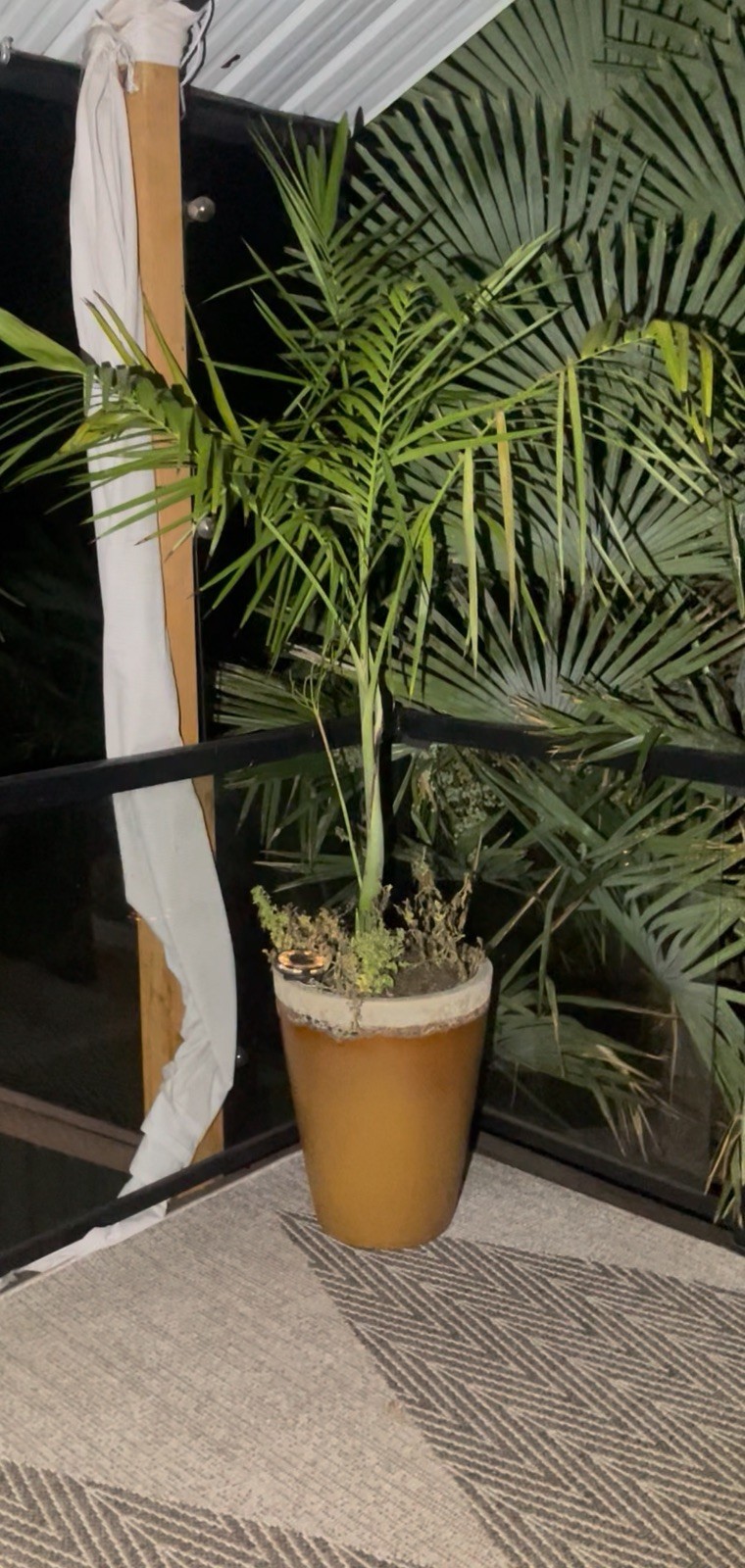 Incredibly Cold Tolerant Feather Palm 14F° Chamaedorea Radicalis Palm Seeds