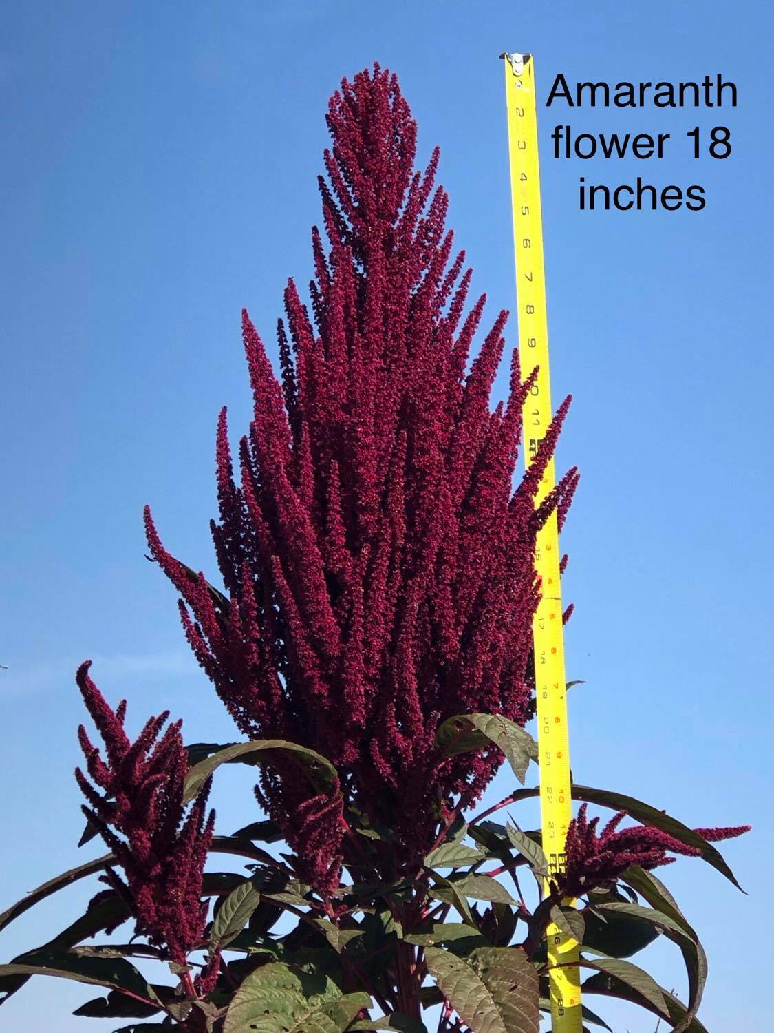 Amaranth OPOPEO Red Flower Edible Leaves & Grain Microgreens Non-GMO 1500 Seeds!