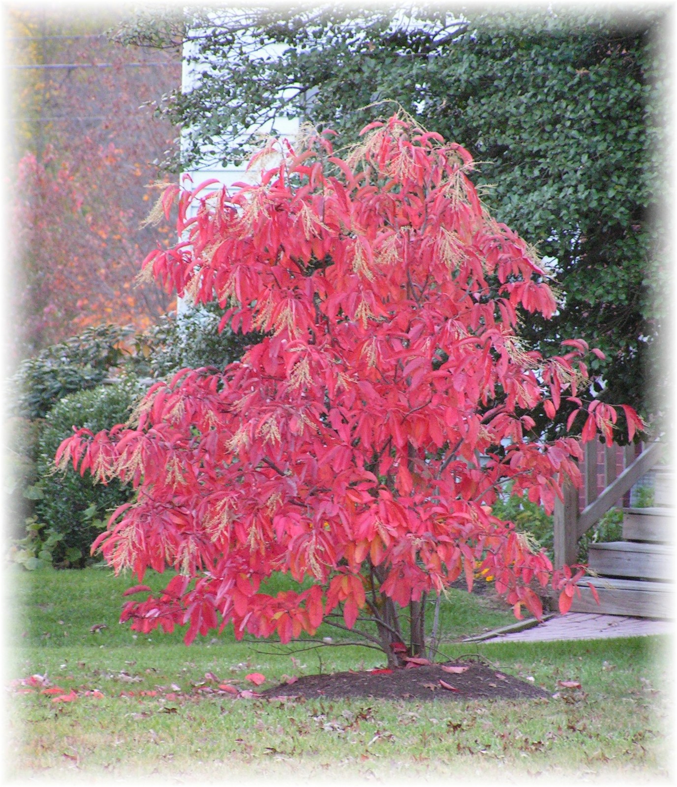 Lily of the Valley Tree, Oxydendrum arboreum, Seeds (Fragrant, Fall Color)