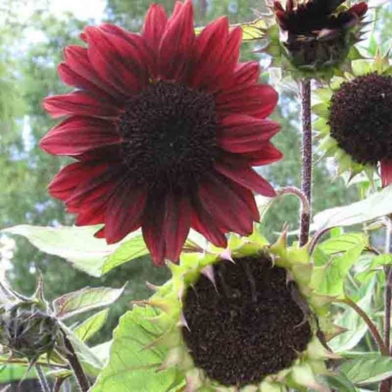 75+ RED SUN RARE SUNFLOWER SEEDS FLOWERS BEAUTIFUL TALL CUT NON-GMO HEIRLOOM USA