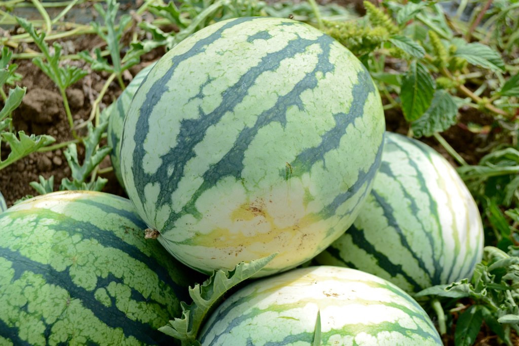 Dixie Queen Watermelon Seeds, Cuban Queen, NON-GMO, Crimson, Heirloom, FREE SHIP