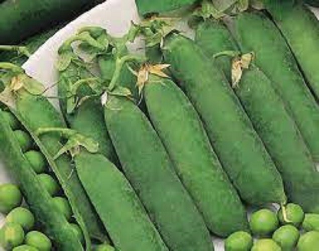 Premium Little Marvel Green Pea – Fresh Organic, Heirloom Seeds – Most Popular!