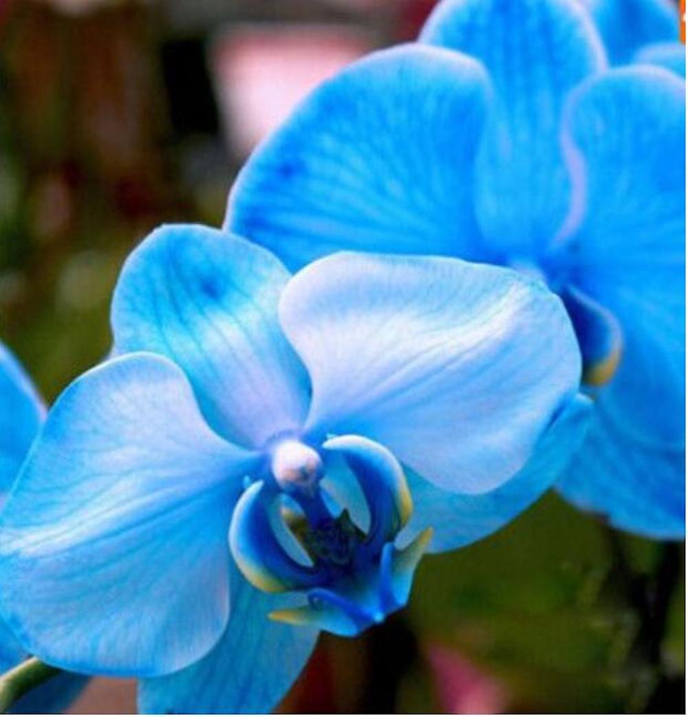 20 EXOTIC RARE ORCHID SEEDS for garden flower house plant bush USA SELLER USPS