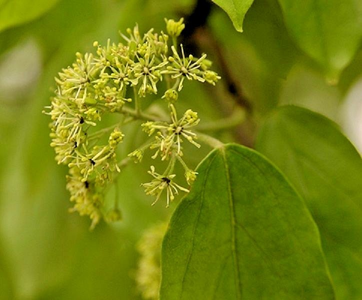 20 CHINESE EVERGREEN MAPLE SEEDS – Acer coriaceifolium