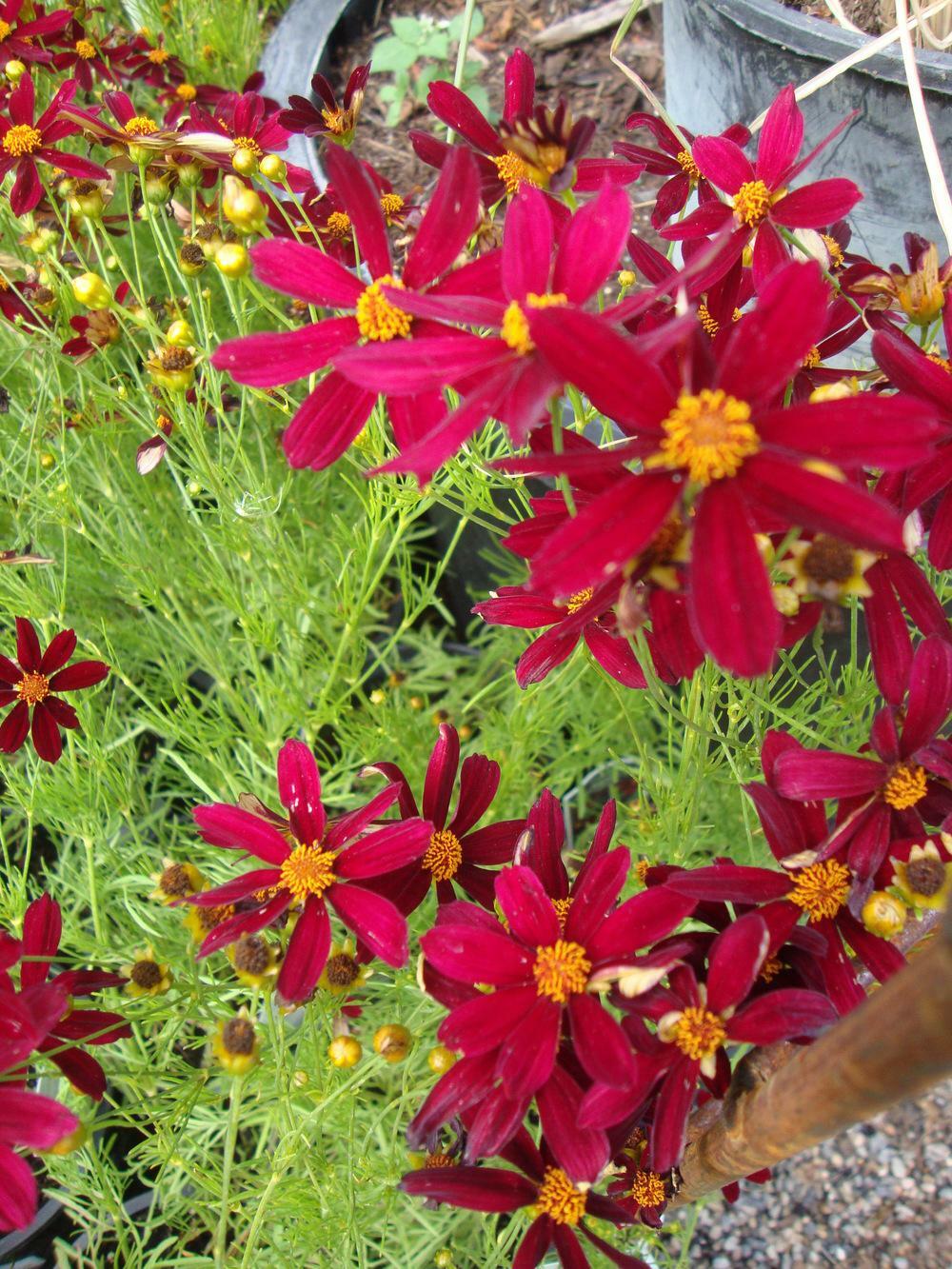 2001+Dwarf RED PLAINS COREOPSIS Seeds Native Wildflower Drought Heat Pollinators