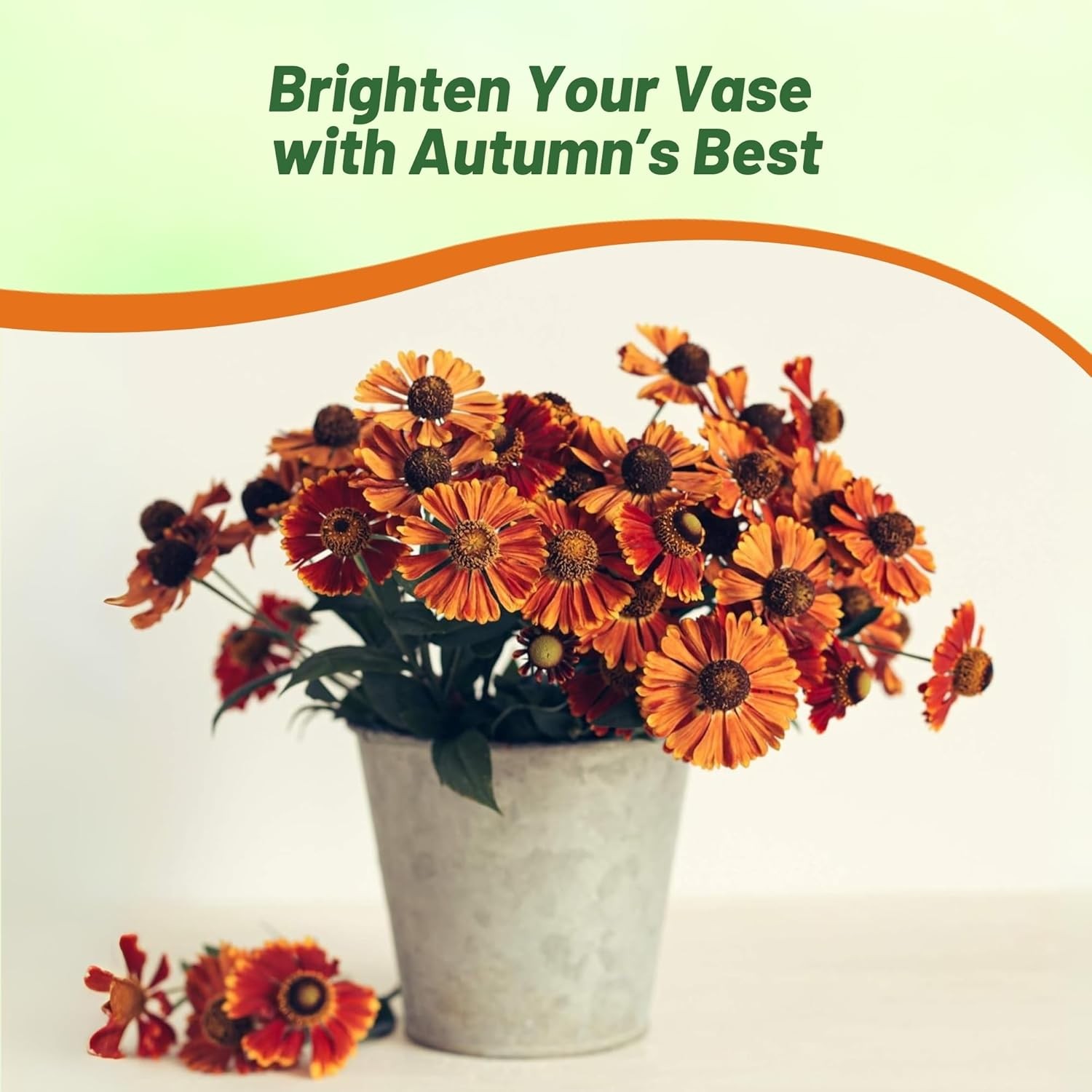 4000 Seeds Helenium Seeds – Sneezeweed Helenium Autumnale Flower Seed