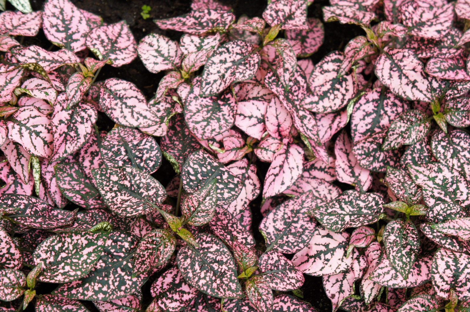 10 Dwarf PINK POLKA DOT PLANT Splash Select Hypoestes Phyllostachya Flower Seeds