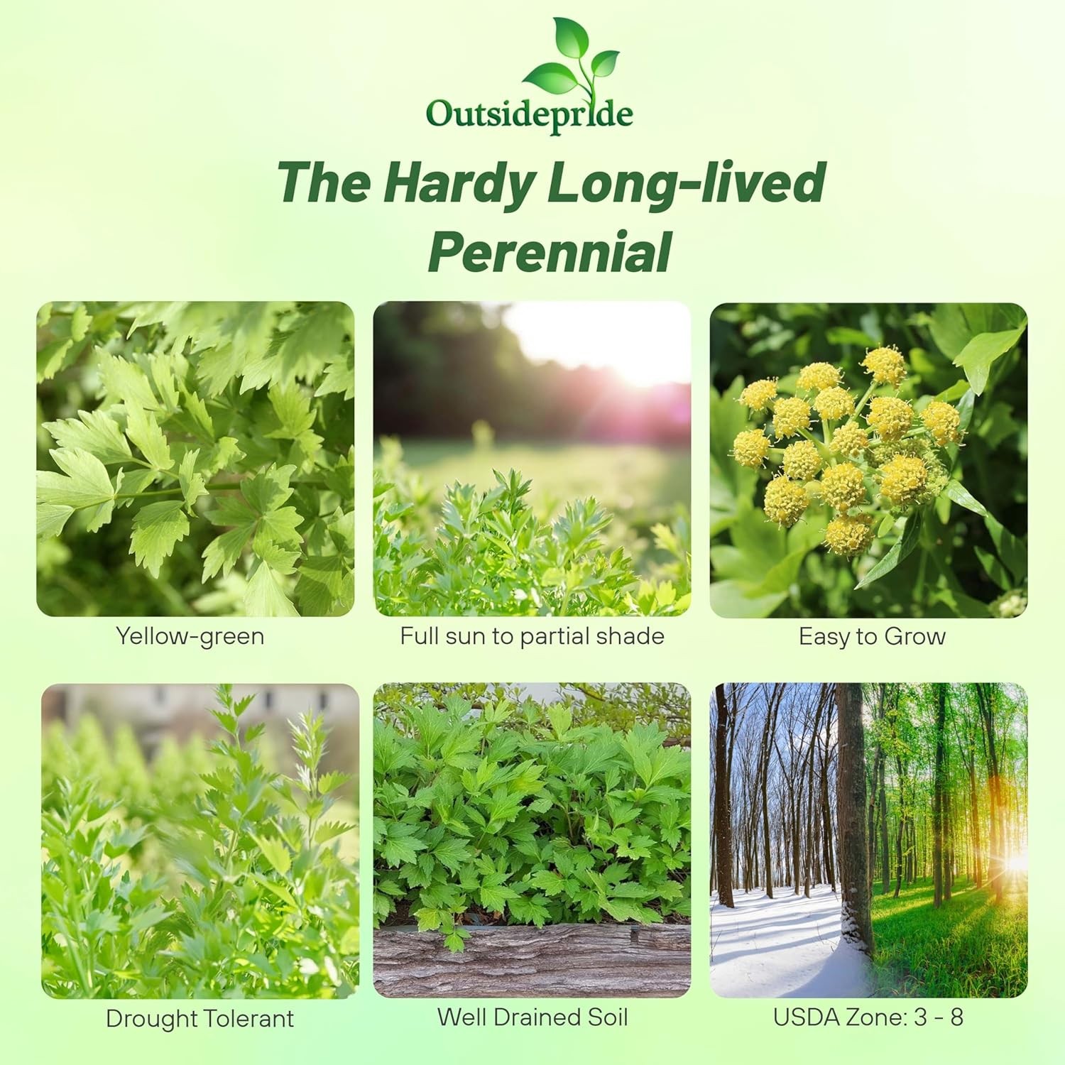 2000 Seeds Drought Tolerant Lovage Vegetable Garden Plant Seed For Xeriscaping