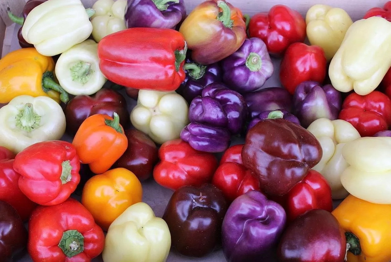 30+ RAINBOW BELL PEPPER SEED MIX – Colorful Mix – 7 Different Strains —- FRESH