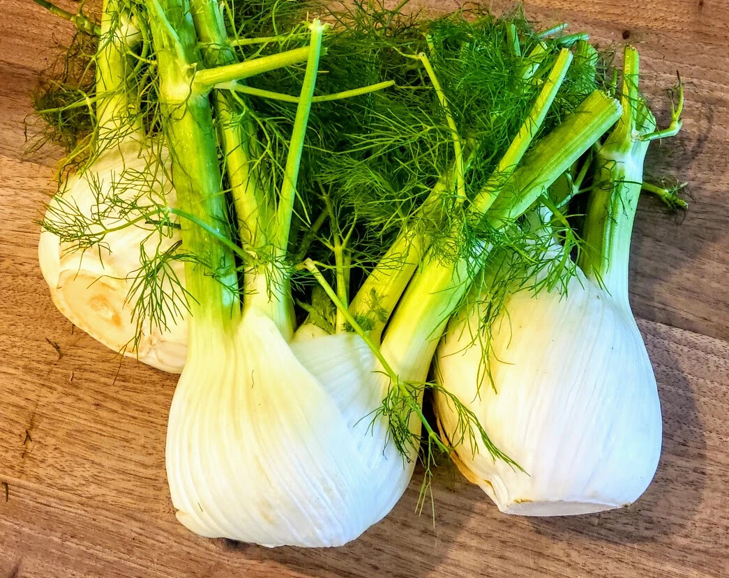 Dragon Fennel Seeds (200) / ORGANIC / FLORIDA GROWN / BUTTERFLY HOST