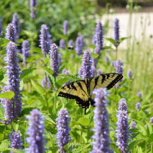 101+Purple GIANT HYSSOP Seeds Native Wildflower Drought Heat Cold Pollinators