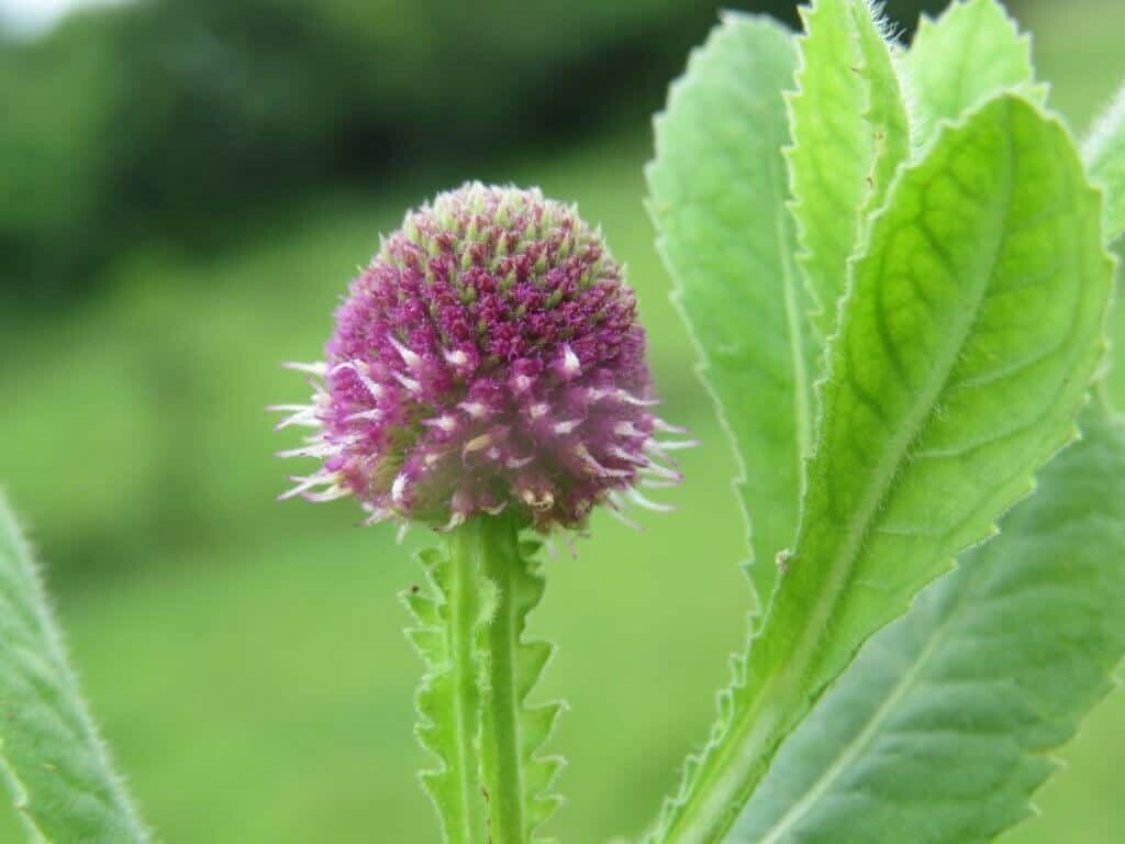 Sphaeranthus indicus | Munditika | Mundi | Shravana | Bhikshu | 50_Seeds