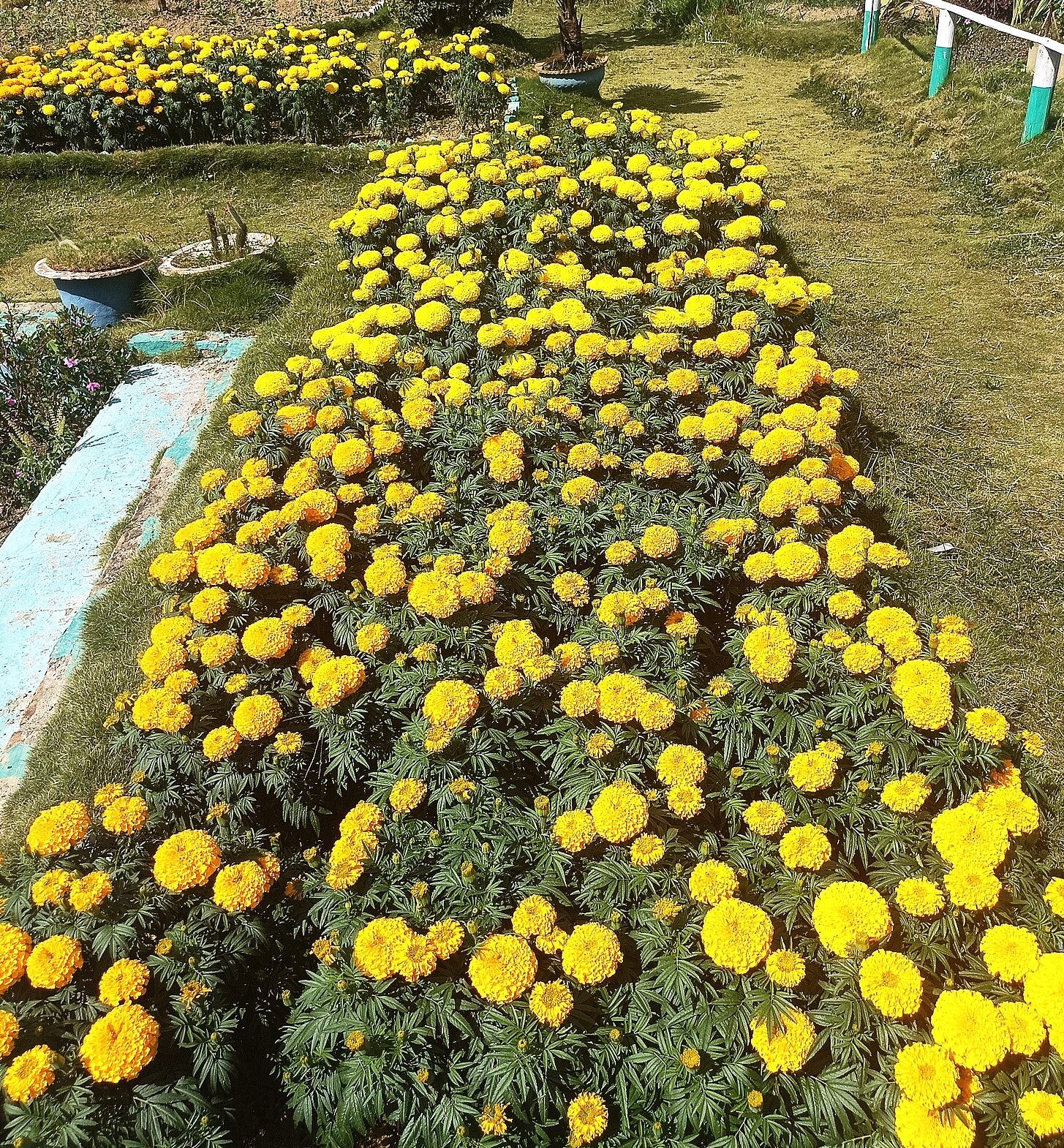 Yellow Brocade French Marigold Seeds – For 2025 Planting Dwarf Tagetes Patulas