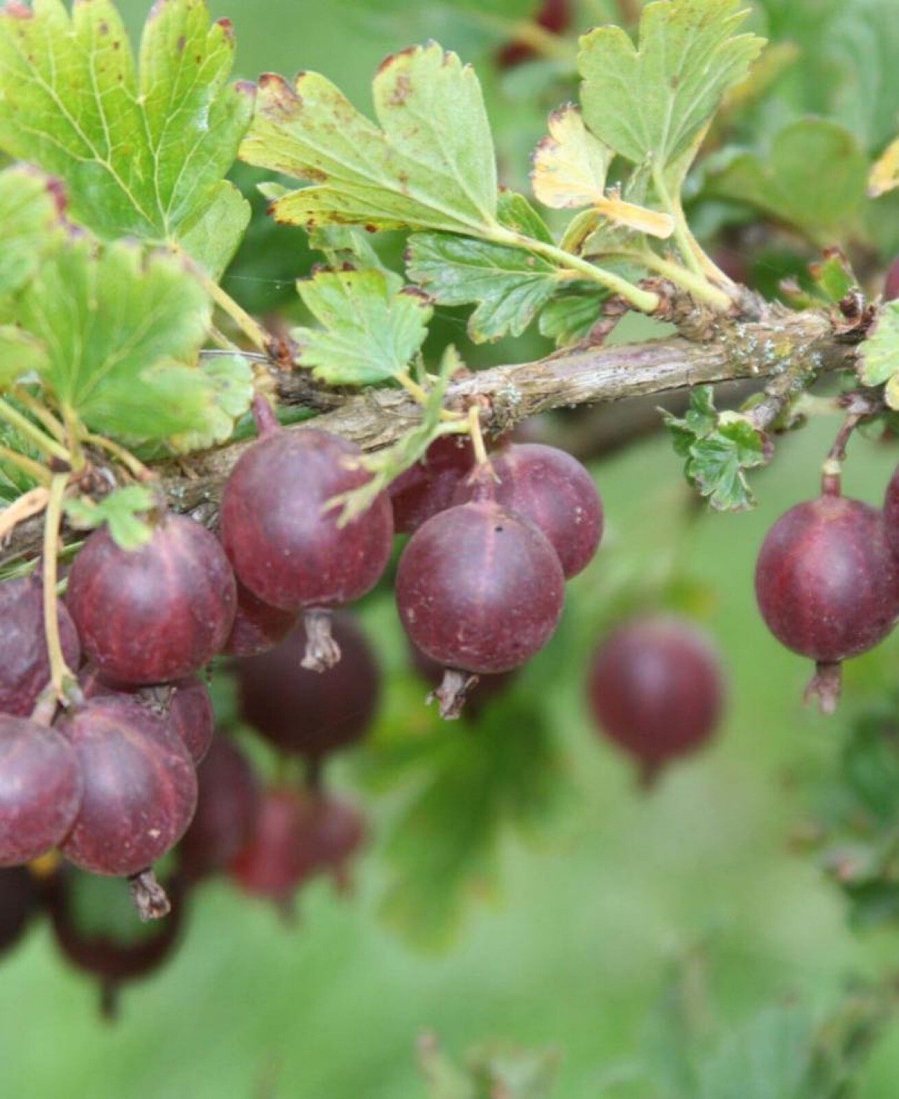 3 to 6 inches tall Jeanne Gooseberry Plant well rooted starter plant
