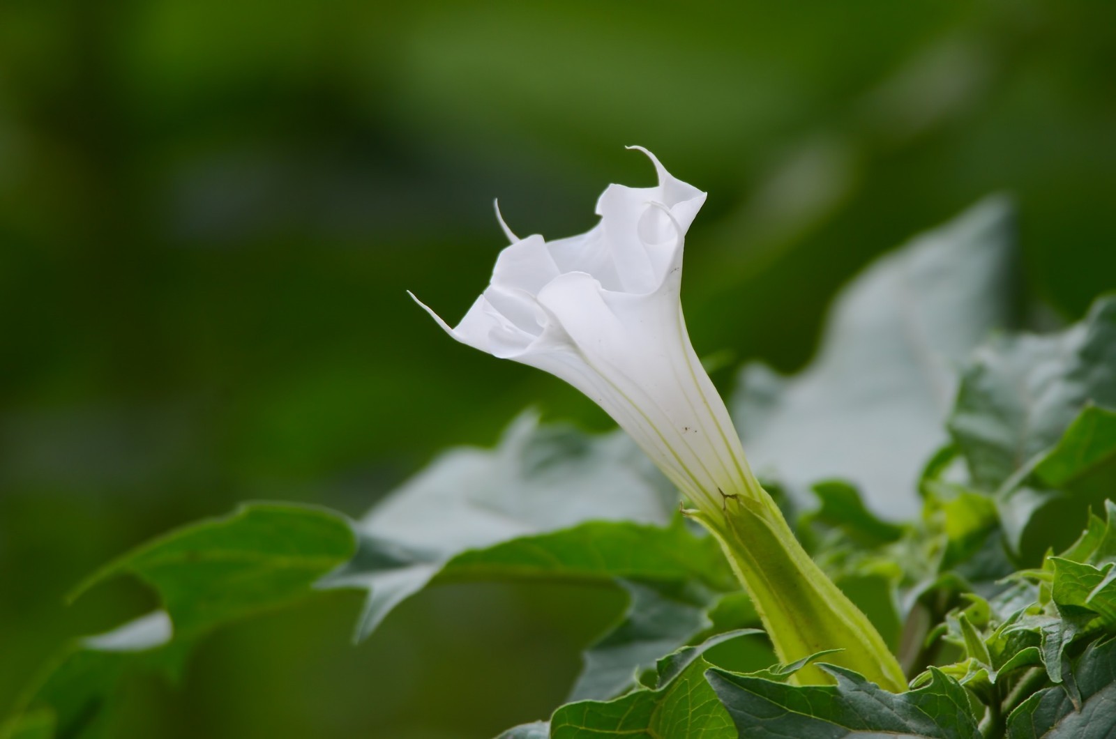 Datura Stramonium 50 Seeds, Jimson Weed, Thornapple, Devil’s Trumpet Wildcrafted