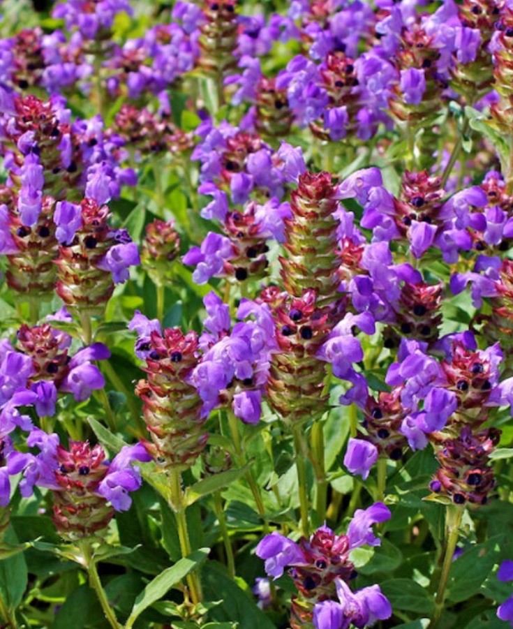 12 Self Heal / All Heal Bare Root Organic Native Easy Fast Grow Non GMO Natural