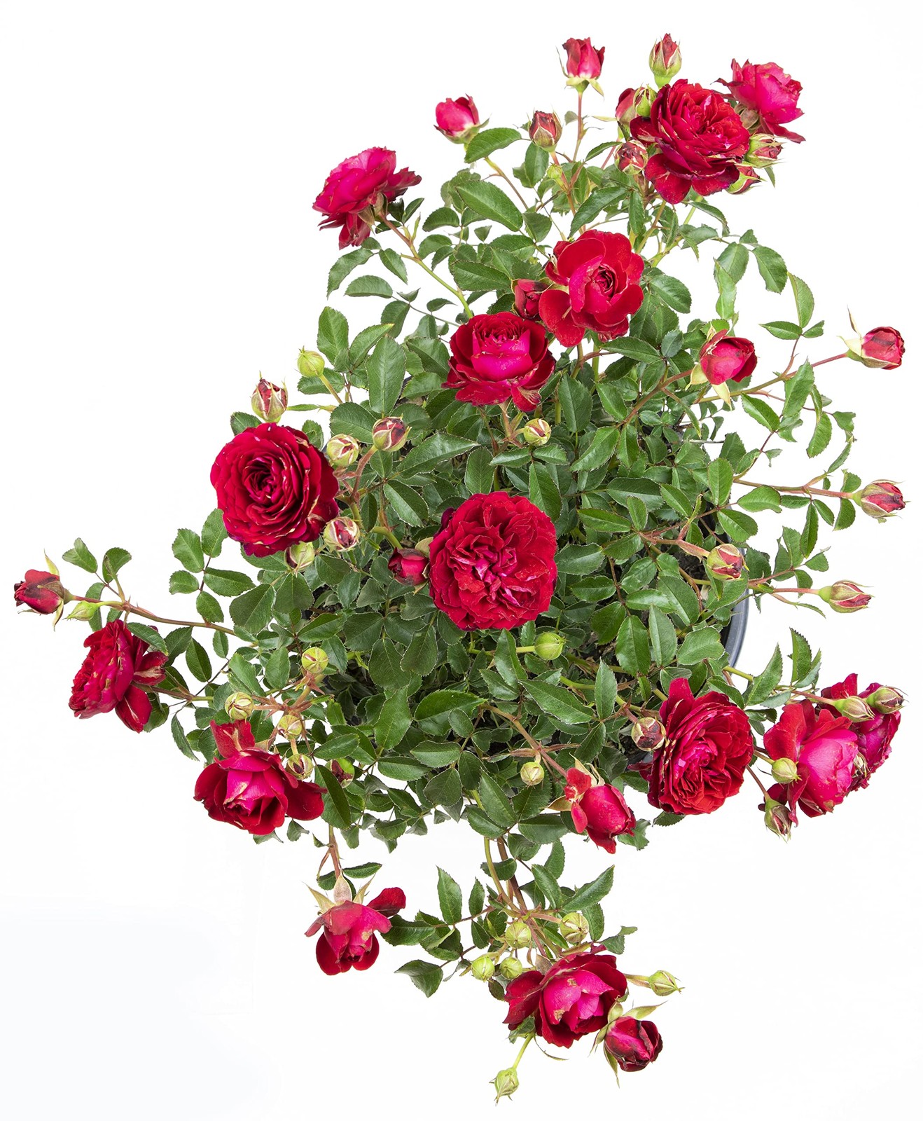 Fresh Roses for Delivery Prime, Red Roses Live Rose Bush Plants, Indoor Rose …