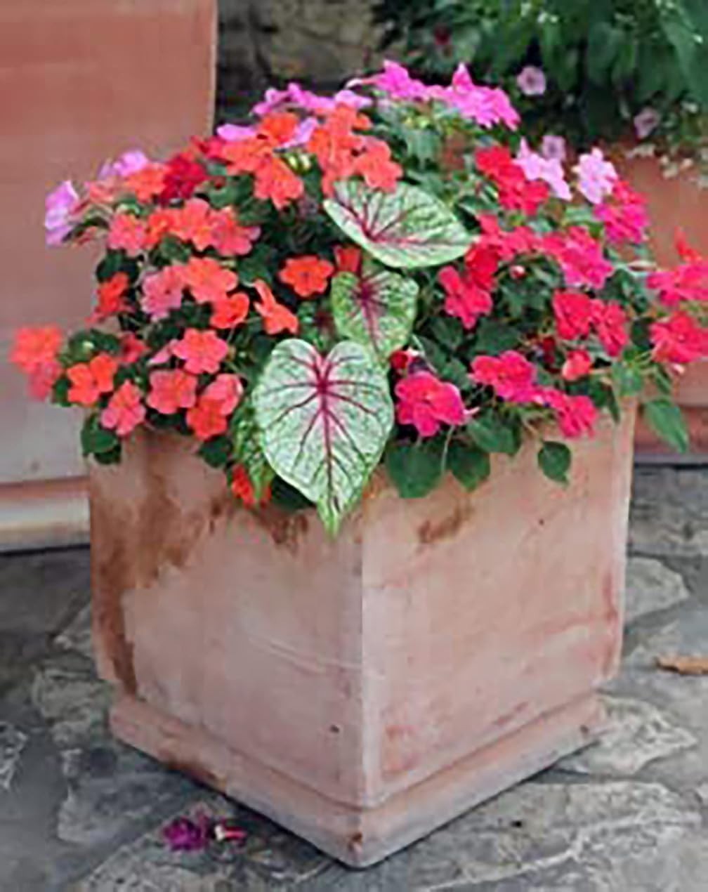 Elegant Dwarf Candidum Jr. Caladium Bulbs for Gardens & Pots – Low Maintenance