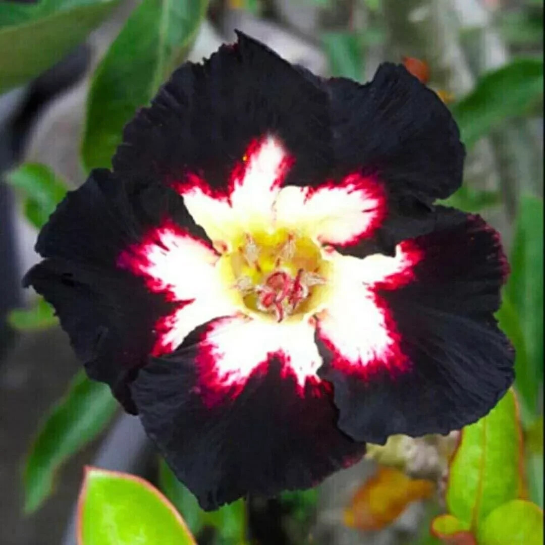 4 Seeds Adenium Obesum Desert Rose “Black Red White” Perennial Seed Flower
