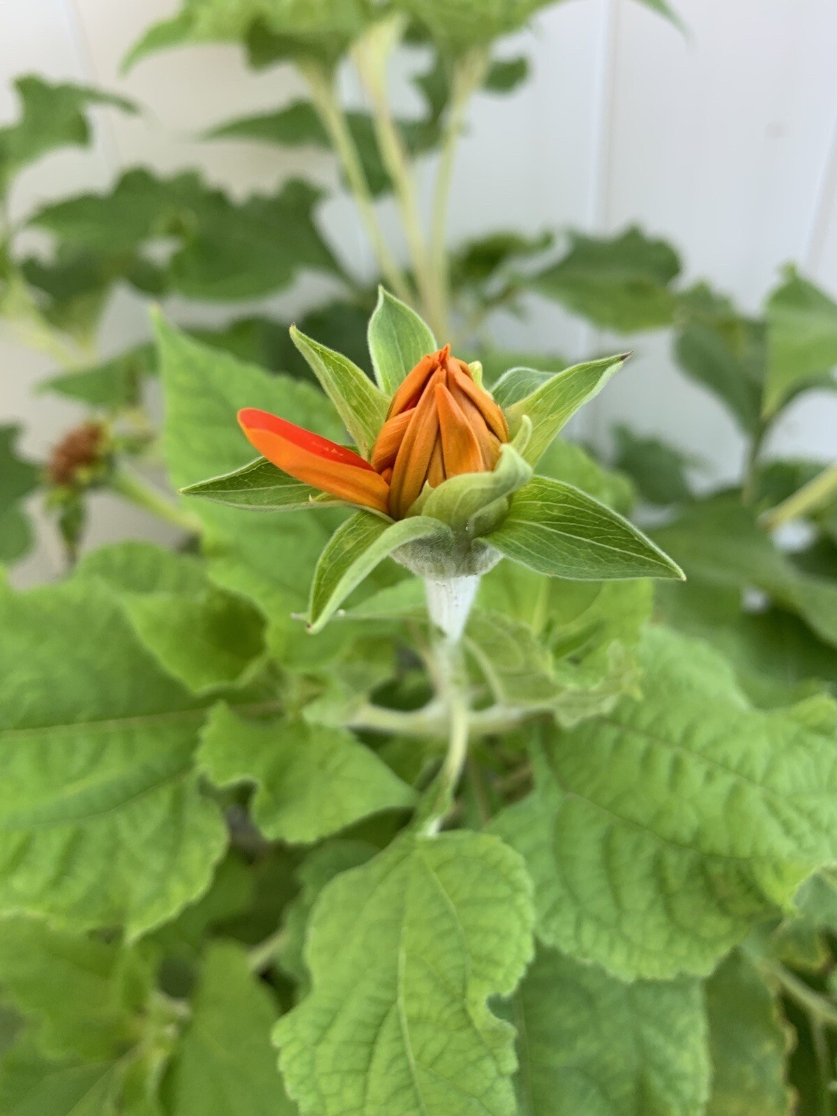 Mexican Sunflower Seeds 1000+ Tithinia Torch Flower. ships with Tracking