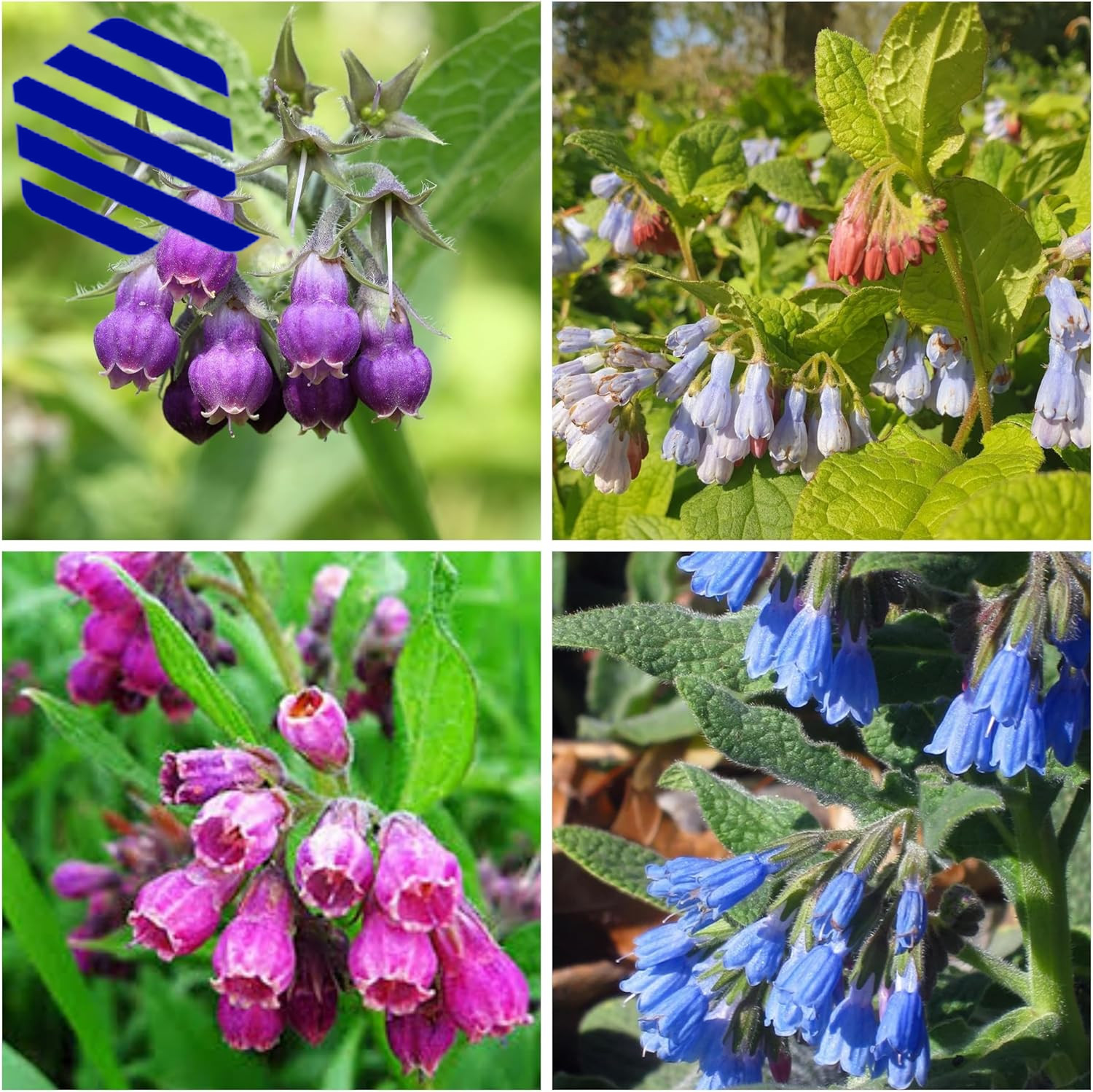 80 Symphytum Officinale Comfrey Seeds Non-Gmo Heirloom Fresh Garden Seeds
