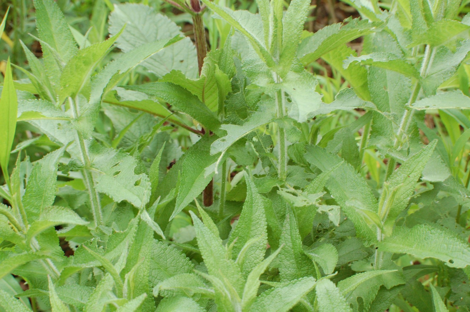 1/4 Teaspoon+ Common Boneset Seeds/Eupatorium perfoliatum/ US Eastern Native