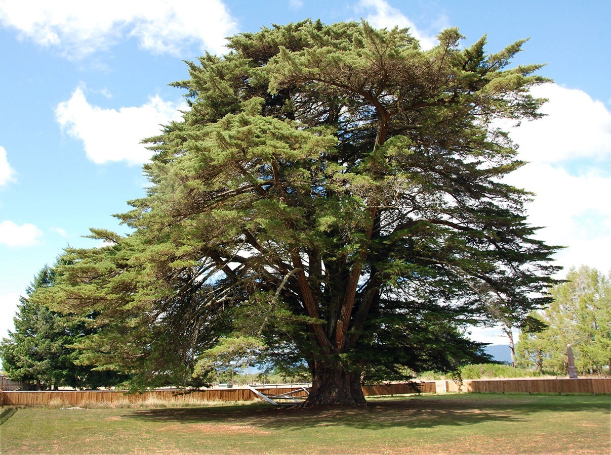 Monterey Cypress | Premium Seeds | Cupressus macrocarpa | Plants’®