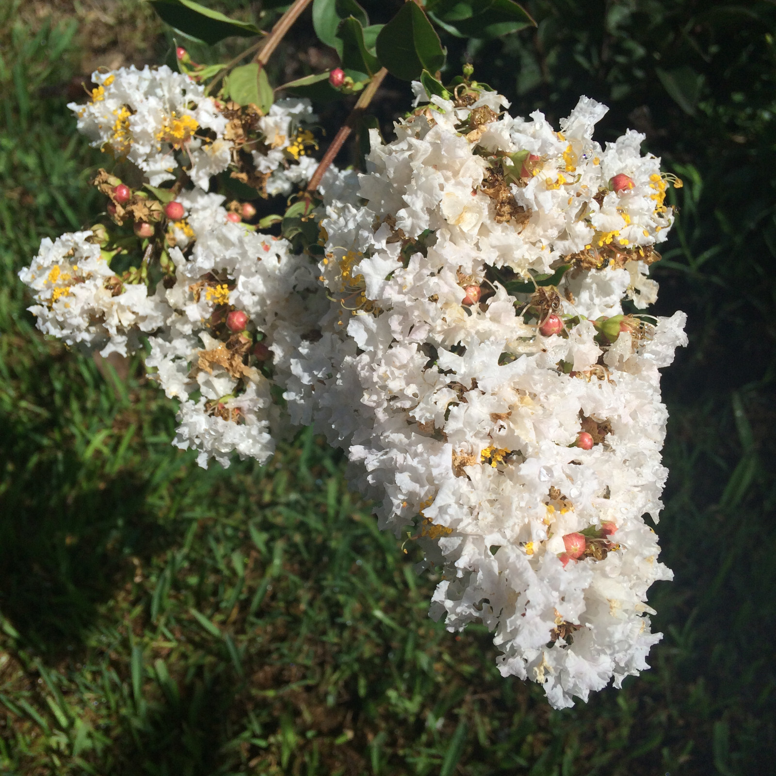 Lagerstroemia Crape Myrtle | White Chocolate | 10 seeds