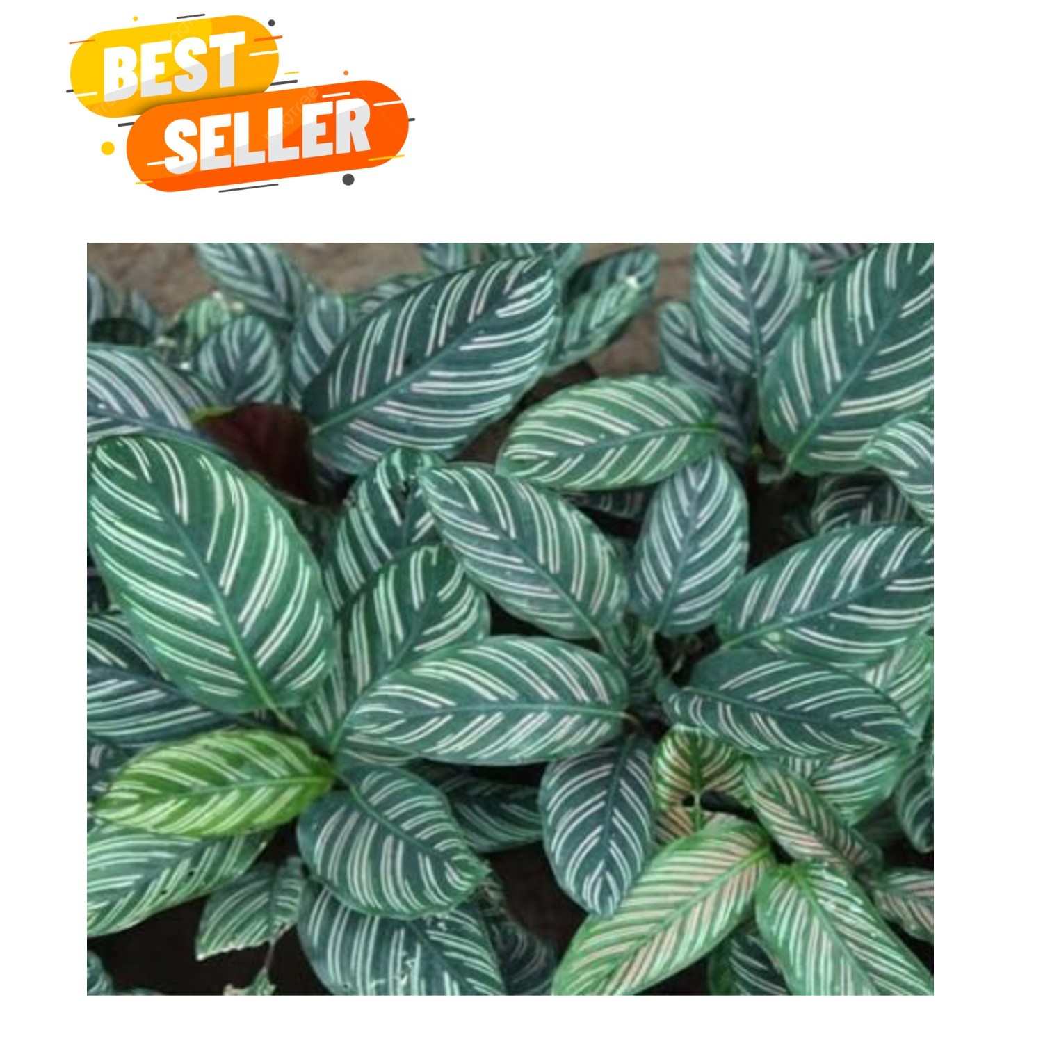 100pcs Green Calathea Plant Seeds for Planting, Tropical Foliage Seeds for In…
