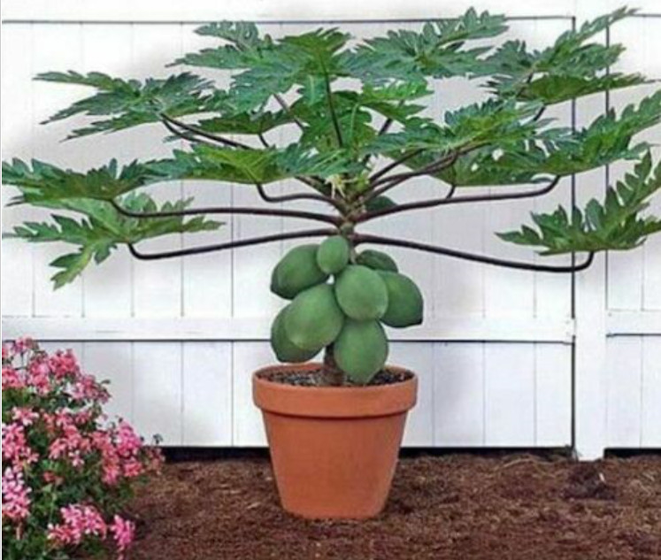 25 Waimanalo Papaya Seeds Bears Very Low To Ground USA Seller