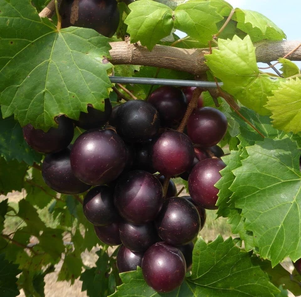Muscadine Grape Seeds- 25 Heirloom Seeds