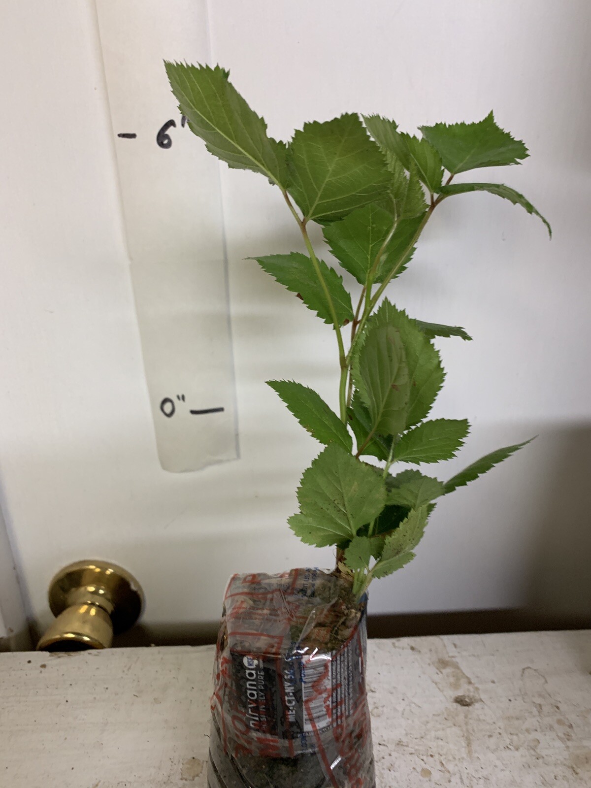 Blackberry – ‘Natchez’ thornless – Rubus fruticosa 1 year old plant