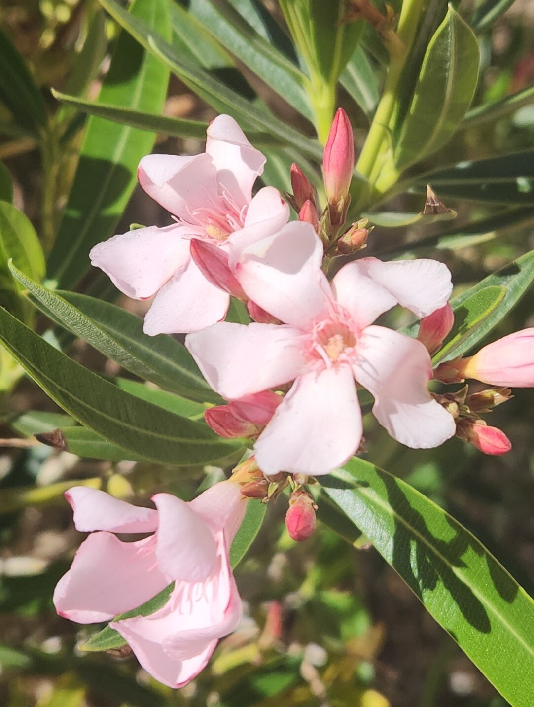 PINK OLEANDER, NERIUM OLEANDER, EXOTIC PLANT TREE (60 2024 Seeds) (08)