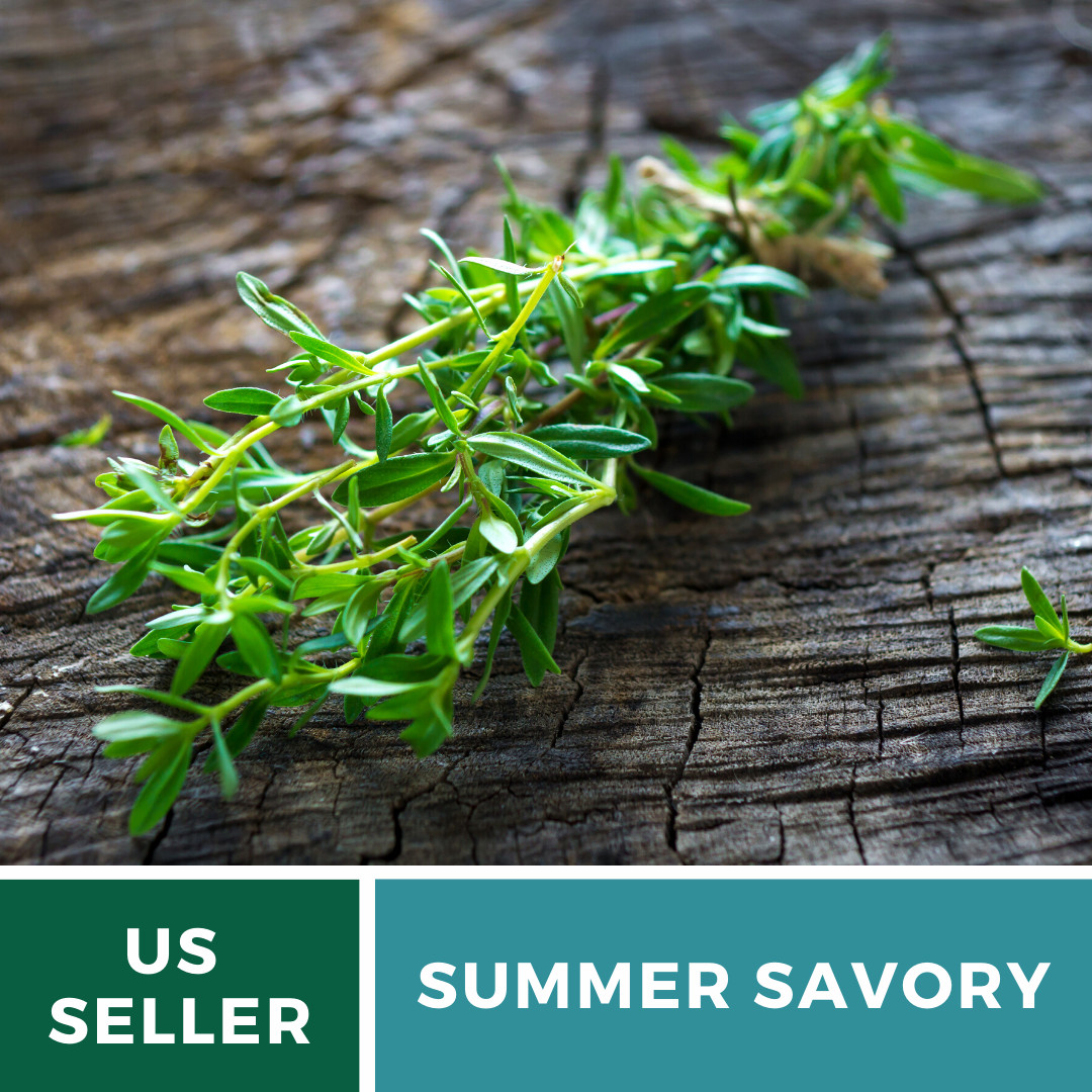 Savory, Summer – 100 Seeds – Culinary & Medicinal Herb (Satureja Hortensis)
