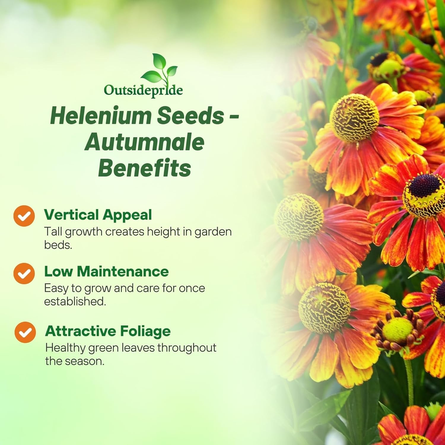 4000 Seeds Helenium Seeds – Sneezeweed Helenium Autumnale Flower Seed