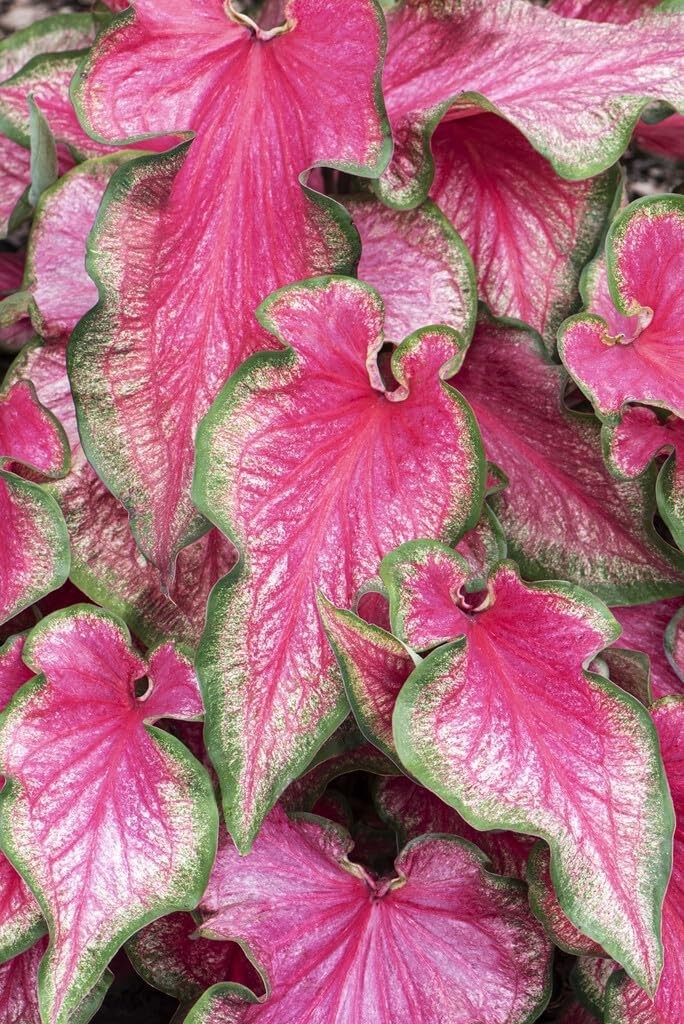 Perennial Pinky Swear Caladium Bulbs (6 Pack) – Perfect for Containers & Gardens