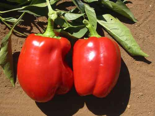 200 BIG RED SWEET PEPPER SEEDS Garden Seeds