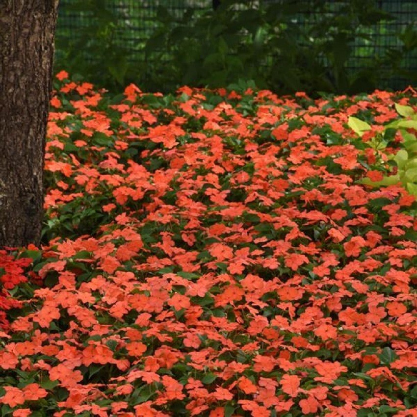 Impatiens Seeds 50 Beacon Salmon Walleriana