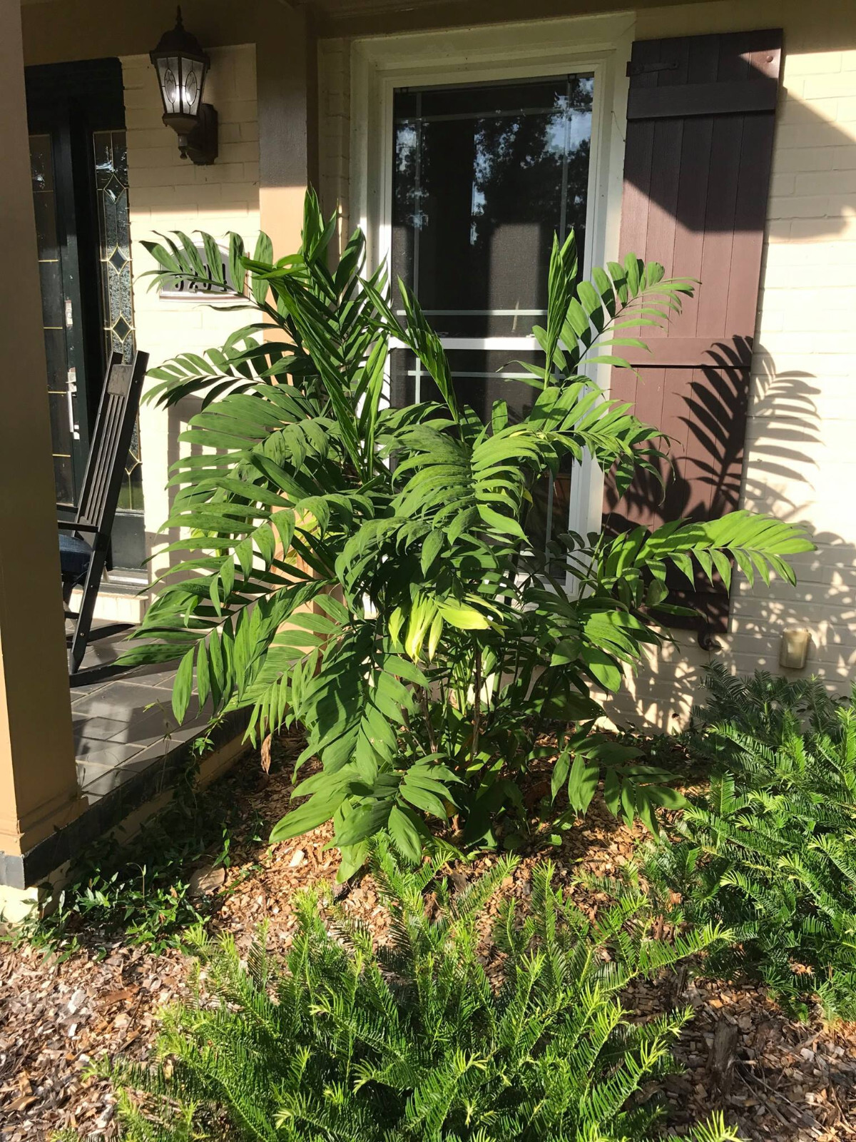 Chamaedorea microspadix seeds – Hardy Bamboo Palm…Cold Hardy!