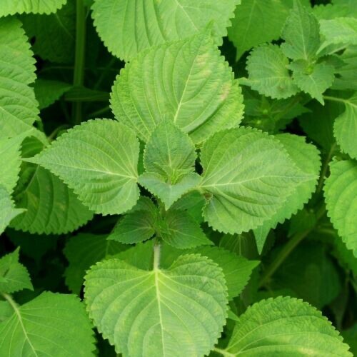 50 Organic Green Shiso| NON-GMO | Heirloom | Fresh Garden Seeds, FREE SHIPPING