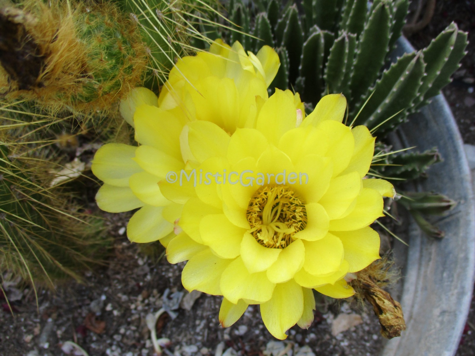 Echinopsis Hybrid ‘Lemon’ Yellow Cactus 6″