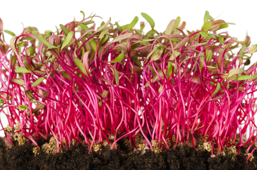 101+ BULLS BLOOD BEET Seeds Heirloom Vegetable Garden Patio Container Fast Easy