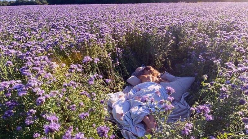 300+ LACY PHACELIA SEEDS Phacelia Tanacetifolia cover crop, attract pollinators