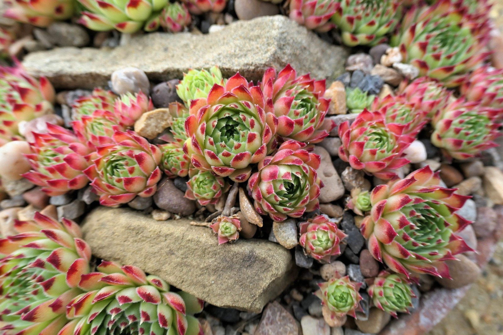25 MIXED HENS & CHICKS Chickens Succulent Live Forever Sempervivum Flower Seeds