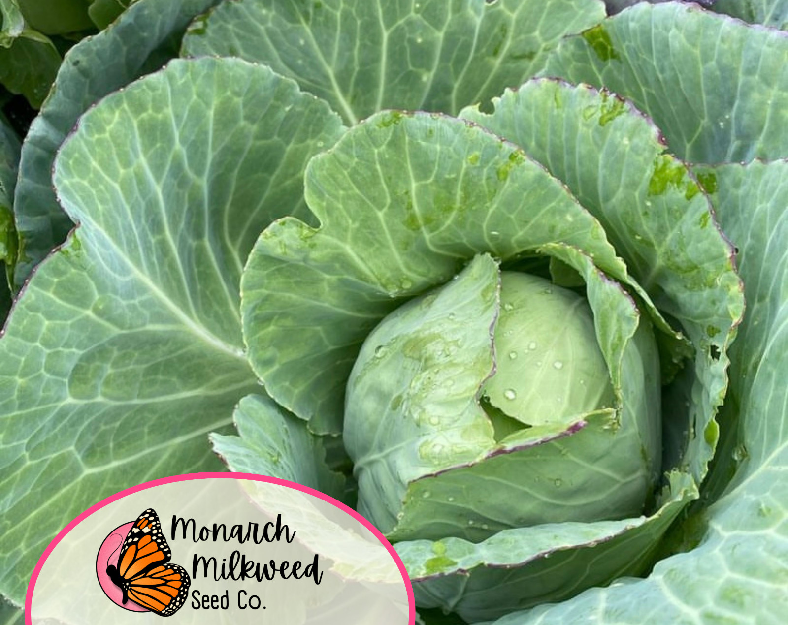 2000+ Cabbage Seeds ‘Golden Acre’ | Heirloom, Non-GMO, Vegetable Garden Seeds